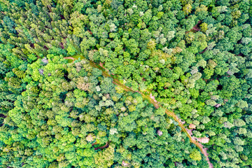 Aerial view of trees and a road in the Vosges Mountains, France