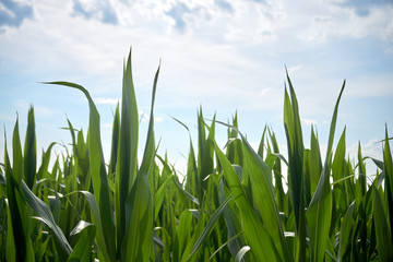 Fototapeta premium corn plants in the sun