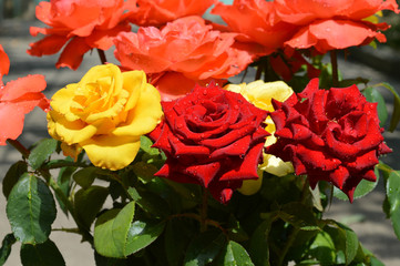 Roses in drops of dew.