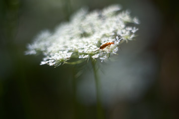 orange beetle onto rough cervil