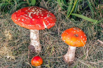 Image of toxic amanitas in dry grass
