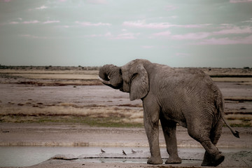 Fototapeta na wymiar One elephant in Affrican landscape