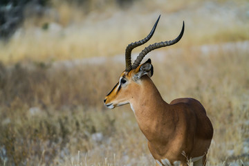 Impala portrait in Namibia