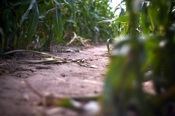 path through a corn field