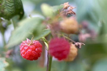 red mature raspberry