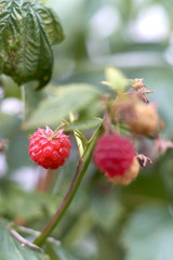 red mature raspberry