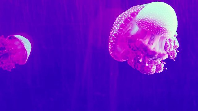 Beautiful jellyfishes swimming in an aquarium