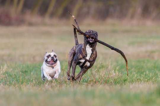 Two funny dogs run racing. White English Bulldog runs side by side with chocolate brindle American Pit Bull Terrier with a stick in his teeth. Despite the difference in size, puppies play together.
