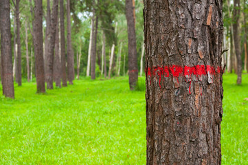 Red painted on the bark of pine tree trunk in autumn forest