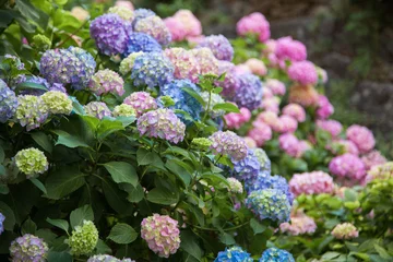 Tuinposter Hortensia is roze, blauw, lila, violet, paarse bloemen bloeien in het voorjaar en de zomer bij zonsondergang in de stadstuin. © Marina April