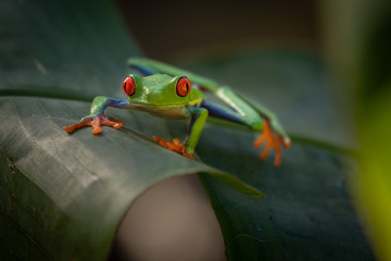 Amazing small cute frog sitting on a banana leaf. Happy frog, very colorful. Natural scene, frog sitting on banana leaf. Natural light. Typical exotic jungle forest. Green, red, beautiful.