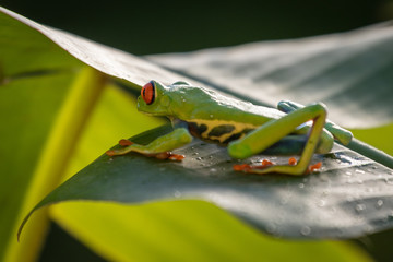 Amazing small cute frog sitting on a banana leaf. Happy frog, very colorful. Natural scene, frog sitting on banana leaf. Natural light. Typical exotic jungle forest. Green, red, beautiful.