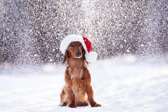 adorable dog posing in a santa hat in winter while it snows