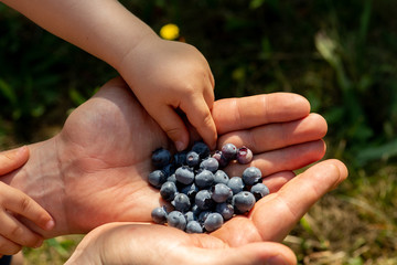 Hand von Kleinkind greift nach Blaubereren, die in den Händen eines Erwachsenen liegen