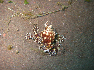 Mimik-Octopus