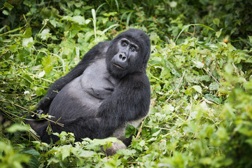 Mountain gorilla silverback looks towards camera while resting in rich vegetation in Bwindi Impenetrable National Park in Uganda