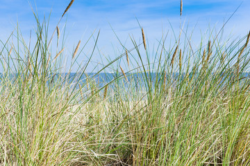 Dune with beach grass in the foreground.