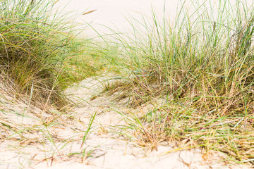 Dune with beach grass in the foreground.