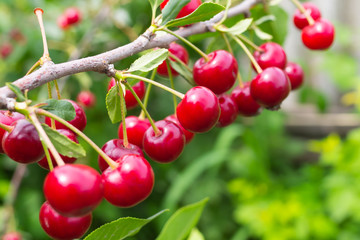 cherry branch on a green background