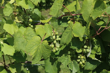 Grapes are ripening in the vineyard
