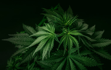 cannabis plant