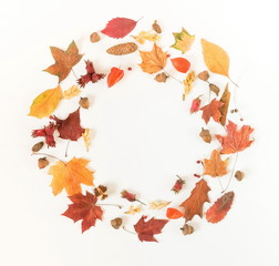 Naklejka na ściany i meble Autumn composition background. Frame wreath pattern made of autumn tree leaves, cones, acorns, on white background. Top view. Copy space. Flat lay