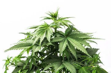 marijuana bush plant on white isolated background