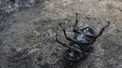 beetle-deer inverted lies on a rock