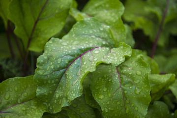 Green leaf with water drops