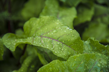 Green leaf with water drops