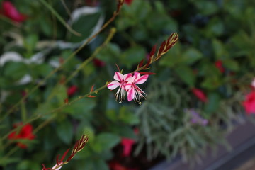 Beautiful red flowers in the garden