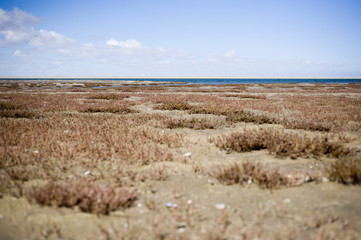 Lake side landscapes in Namibia