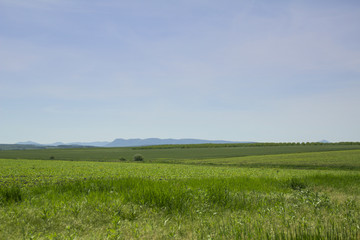 green field on a background of mountains taken in sunny weather