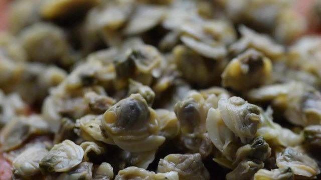 Silvana Comugnero Donax trunculus Telline Wedge clam Arselle Coquina Tellina Video Обрезанный донакс