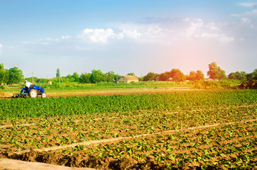 The farmer cultivates the field with a tractor. Agriculture, vegetables, organic agricultural...