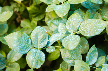 fertilizing for roses, trees, treating plants from harmful insects, liquid feeding, Use hand...