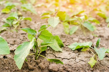 young eggplants grow in the field. vegetable rows. Agriculture, vegetables, organic agricultural products, agro-industry. farmlands.