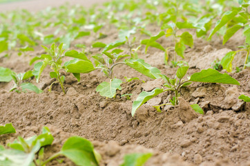 young eggplants grow in the field. vegetable rows. Agriculture, vegetables, organic agricultural products, agro-industry. farmlands.