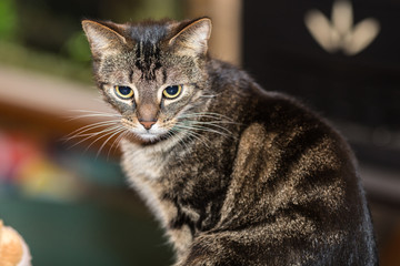 European type cat in a Belgian family