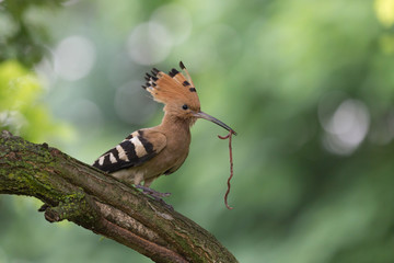 Upupa con grosso verme nel becco (Upupa epops)