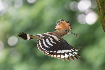 Upupa in volo (Upupa epops)