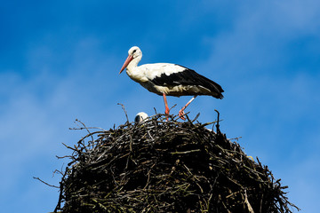 Fototapeta premium A stork standing in a nest on a beautiful sunny day. Poland.