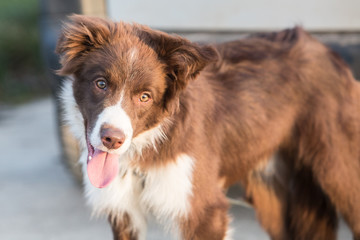 Border collie dog walking in belgium