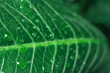 natural geometry abstraction