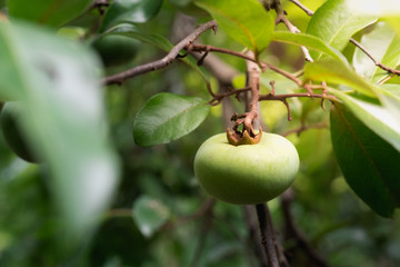 Green Diospyros Decandra Lour Thai Fruit on Tree Branch.Yellow apples on the apple tree branch.