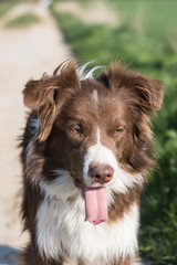 Border collie dog walking in belgium