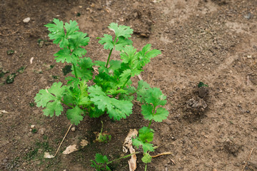 Coriander herb in Vegetable garden.