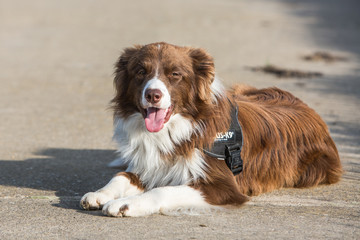 Border collie dog walking in belgium