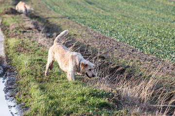Portrait d'un chien de type golden retrievers en belgique