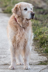 Portrait d'un chien de type golden retrievers en belgique